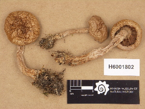  (Cortinarius acidophilus - H6001802)  @11 [ ] Copyright (2012) Diana Weckman Botanical Museum, Finnish Museum of Natural History, University of Helsinki