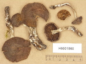  (Cortinarius lux-nymphae coll - H6001860)  @11 [ ] Copyright (2012) Diana Weckman Botanical Museum, Finnish Museum of Natural History, University of Helsinki