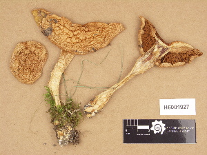  ( - H6001927)  @11 [ ] Copyright (2012) Diana Weckman Botanical Museum, Finnish Museum of Natural History, University of Helsinki