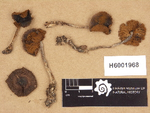  ( - H6001968)  @11 [ ] Copyright (2012) Diana Weckman Botanical Museum, Finnish Museum of Natural History, University of Helsinki