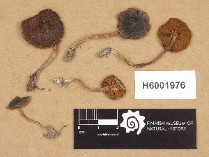  (Cortinarius sp. TN002 - H6001976)  @11 [ ] Copyright (2012) Diana Weckman Botanical Museum, Finnish Museum of Natural History, University of Helsinki