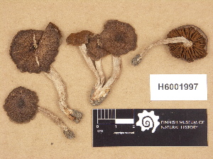  (Cortinarius cf. castaneus - H6001997)  @11 [ ] Copyright (2012) Diana Weckman Botanical Museum, Finnish Museum of Natural History, University of Helsinki