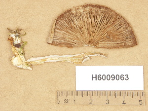  (Cortinarius azureus - H6009063)  @11 [ ] Copyright (2012) Diana Weckman Botanical Museum, Finnish Museum of Natural History, University of Helsinki