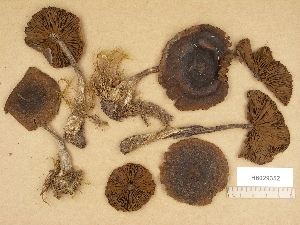  ( - H6029352)  @11 [ ] Copyright (2012) Diana Weckman Botanical Museum, Finnish Museum of Natural History, University of Helsinki