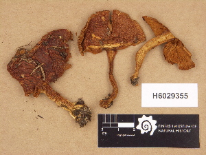  (Cortinarius sp. TN010 - H6029355)  @11 [ ] Copyright (2012) Diana Weckman Botanical Museum, Finnish Museum of Natural History, University of Helsinki
