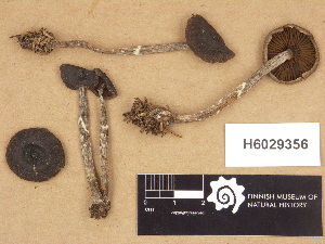  (Cortinarius flabellus - H6029356)  @11 [ ] Copyright (2012) Diana Weckman Botanical Museum, Finnish Museum of Natural History, University of Helsinki