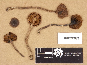  (Cortinarius inolens - H6029363)  @11 [ ] Copyright (2012) Diana Weckman Botanical Museum, Finnish Museum of Natural History, University of Helsinki