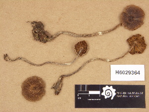  (Cortinarius flos-paludis - H6029364)  @11 [ ] Copyright (2012) Diana Weckman Botanical Museum, Finnish Museum of Natural History, University of Helsinki