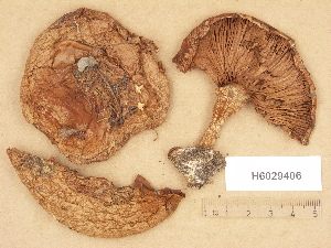  ( - H6029406)  @11 [ ] Copyright (2012) Diana Weckman Botanical Museum, Finnish Museum of Natural History, University of Helsinki