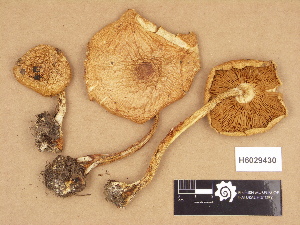  ( - H6029430)  @11 [ ] Copyright (2012) Diana Weckman Botanical Museum, Finnish Museum of Natural History, University of Helsinki