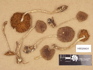  (Cortinarius aff. anomalus - H6029431)  @11 [ ] Copyright (2012) Diana Weckman Botanical Museum, Finnish Museum of Natural History, University of Helsinki