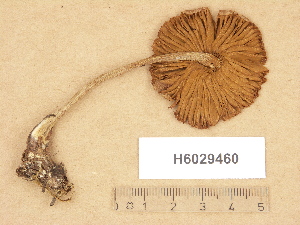  (Cortinarius sp. TN011 - H6029460)  @11 [ ] Copyright (2012) Diana Weckman Botanical Museum, Finnish Museum of Natural History, University of Helsinki