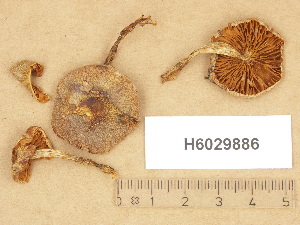  (Cortinarius sp. TN015 - H6029886)  @11 [ ] Copyright (2012) Diana Weckman Botanical Museum, Finnish Museum of Natural History, University of Helsinki