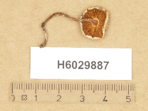  (Cortinarius sp. TN013 - H6029887)  @11 [ ] Copyright (2012) Diana Weckman Botanical Museum, Finnish Museum of Natural History, University of Helsinki