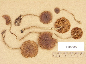  (Cortinarius aff. fulvescens - H6030036)  @11 [ ] Copyright (2012) Diana Weckman Botanical Museum, Finnish Museum of Natural History, University of Helsinki