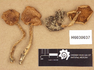 ( - H6030037)  @11 [ ] Copyright (2012) Diana Weckman Botanical Museum, Finnish Museum of Natural History, University of Helsinki