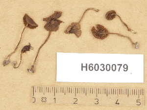  (Cortinarius aff. saniosus - H6030079)  @11 [ ] Copyright (2012) Diana Weckman Botanical Museum, Finnish Museum of Natural History, University of Helsinki