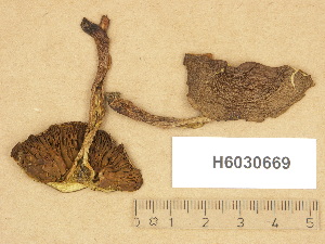  (Cortinarius olivaceofuscus - H6030669)  @11 [ ] Copyright (2012) Diana Weckman Botanical Museum, Finnish Museum of Natural History, University of Helsinki