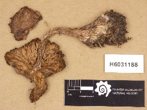  ( - H6031188)  @11 [ ] Copyright (2012) Diana Weckman Botanical Museum, Finnish Museum of Natural History, University of Helsinki