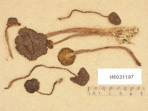  ( - H6031197)  @11 [ ] Copyright (2012) Diana Weckman Botanical Museum, Finnish Museum of Natural History, University of Helsinki