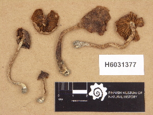  (Cortinarius sp. TN001 - H6031377)  @11 [ ] Copyright (2012) Diana Weckman Botanical Museum, Finnish Museum of Natural History, University of Helsinki
