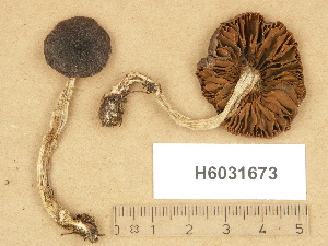  (Cortinarius depressus - H6031673)  @11 [ ] Copyright (2012) Diana Weckman Botanical Museum, Finnish Museum of Natural History, University of Helsinki
