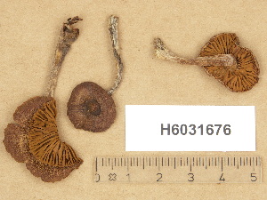  ( - H6031676)  @11 [ ] Copyright (2012) Diana Weckman Botanical Museum, Finnish Museum of Natural History, University of Helsinki