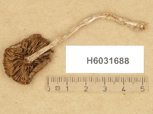  (Cortinarius bulliardioides - H6031688)  @11 [ ] Copyright (2012) Diana Weckman Botanical Museum, Finnish Museum of Natural History, University of Helsinki