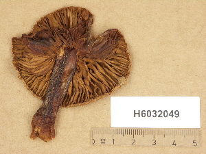  (Cortinarius aff. exitiosus - H6032049)  @11 [ ] Copyright (2012) Diana Weckman Botanical Museum, Finnish Museum of Natural History, University of Helsinki