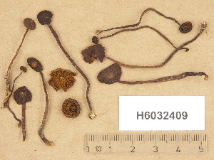  (Cortinarius trossingenensis - H6032409)  @11 [ ] Copyright (2012) Diana Weckman Botanical Museum, Finnish Museum of Natural History, University of Helsinki