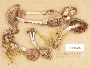  (Cortinarius violaceocinereus - H6032418)  @11 [ ] Copyright (2012) Diana Weckman Botanical Museum, Finnish Museum of Natural History, University of Helsinki