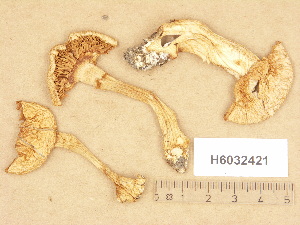  ( - H6032421)  @11 [ ] Copyright (2012) Diana Weckman Botanical Museum, Finnish Museum of Natural History, University of Helsinki