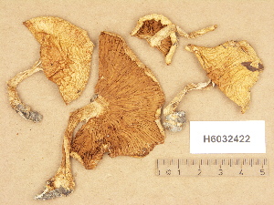  (Cortinarius aff. olidoamethysteus - H6032422)  @11 [ ] Copyright (2012) Diana Weckman Botanical Museum, Finnish Museum of Natural History, University of Helsinki