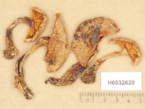  (Cortinarius aff. talus - H6032620)  @11 [ ] Copyright (2012) Diana Weckman Botanical Museum, Finnish Museum of Natural History, University of Helsinki