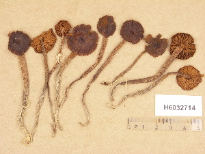  (Cortinarius aff. obtusus - H6032714)  @11 [ ] Copyright (2012) Diana Weckman Botanical Museum, Finnish Museum of Natural History, University of Helsinki