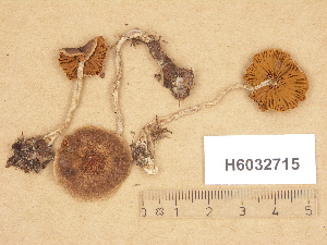  (Cortinarius aff. praestigiosus - H6032715)  @11 [ ] Copyright (2012) Diana Weckman Botanical Museum, Finnish Museum of Natural History, University of Helsinki