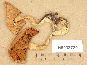  (Cortinarius cf. patibilis - H6032720)  @11 [ ] Copyright (2012) Diana Weckman Botanical Museum, Finnish Museum of Natural History, University of Helsinki