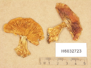  (Cortinarius aff. glaucopus - H6032723)  @11 [ ] Copyright (2012) Diana Weckman Botanical Museum, Finnish Museum of Natural History, University of Helsinki