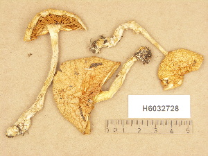  (Cortinarius aff. serarius - H6032728)  @11 [ ] Copyright (2012) Diana Weckman Botanical Museum, Finnish Museum of Natural History, University of Helsinki