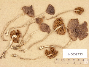  (Cortinarius cf. subfloccopus - H6032733)  @11 [ ] Copyright (2012) Diana Weckman Botanical Museum, Finnish Museum of Natural History, University of Helsinki
