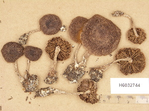  (Cortinarius aff. dolabratus - H6032744)  @11 [ ] Copyright (2012) Diana Weckman Botanical Museum, Finnish Museum of Natural History, University of Helsinki