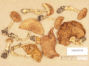  (Cortinarius aff. patibilis - H6032753)  @11 [ ] Copyright (2012) Diana Weckman Botanical Museum, Finnish Museum of Natural History, University of Helsinki