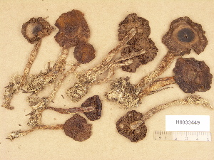 (Cortinarius aff. duracinus - H6033449)  @11 [ ] Copyright (2012) Diana Weckman Botanical Museum, Finnish Museum of Natural History, University of Helsinki