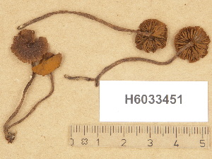  (Cortinarius sp. TN021 - H6033451)  @11 [ ] Copyright (2012) Diana Weckman Botanical Museum, Finnish Museum of Natural History, University of Helsinki