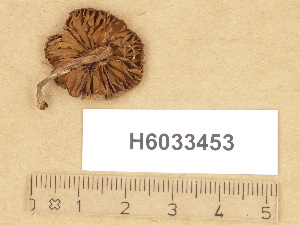  (Cortinarius sp. TN023 - H6033453)  @11 [ ] Copyright (2012) Diana Weckman Botanical Museum, Finnish Museum of Natural History, University of Helsinki