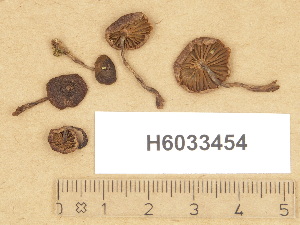  (Cortinarius sp. TN024 - H6033454)  @11 [ ] Copyright (2012) Diana Weckman Botanical Museum, Finnish Museum of Natural History, University of Helsinki