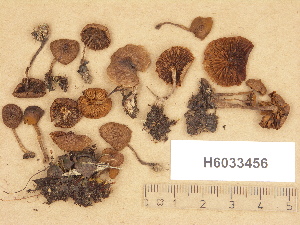  (Cortinarius sp. TN026 - H6033456)  @11 [ ] Copyright (2012) Diana Weckman Botanical Museum, Finnish Museum of Natural History, University of Helsinki
