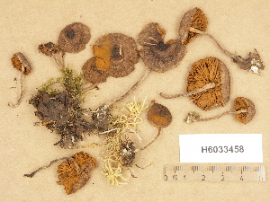  (Cortinarius sp. TN028 - H6033458)  @11 [ ] Copyright (2012) Diana Weckman Botanical Museum, Finnish Museum of Natural History, University of Helsinki