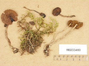  (Cortinarius sp. TN030 - H6033460)  @11 [ ] Copyright (2012) Diana Weckman Botanical Museum, Finnish Museum of Natural History, University of Helsinki