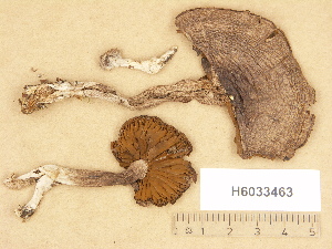  (Cortinarius aff. disjungendus - H6033463)  @11 [ ] Copyright (2012) Diana Weckman Botanical Museum, Finnish Museum of Natural History, University of Helsinki